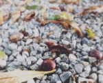 Kastanien auf dem Boden - der Herbst ist da