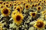 Ganze Sonnenblumenfelder bauten Ecksberger Werkstätten 2020 an